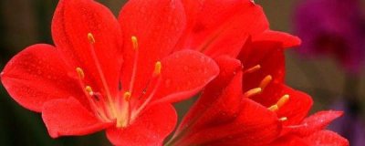 紫根兰怎么养才能开花 紫根兰的养殖方法讲解