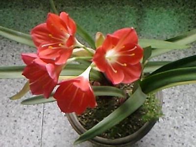紫根兰怎么养才能开花