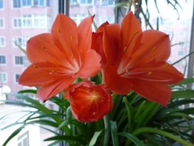 紫根兰怎么养才能开花