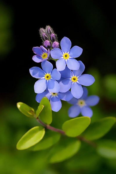 勿忘我是什么颜色的花