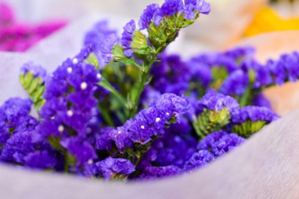勿忘我是什么颜色的花
