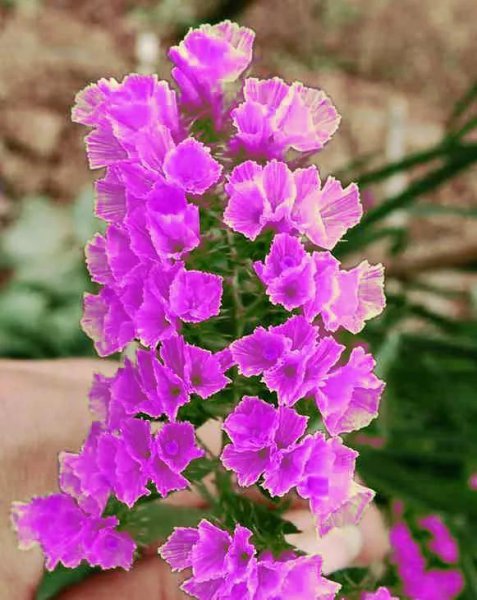 勿忘我是什么颜色的花