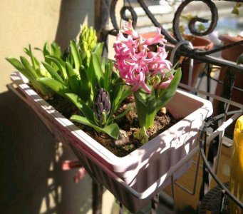 风信子开花后如何保存时间长 风信子种球保存方法