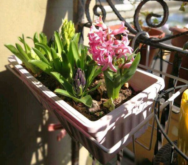 风信子开花后如何保存时间长