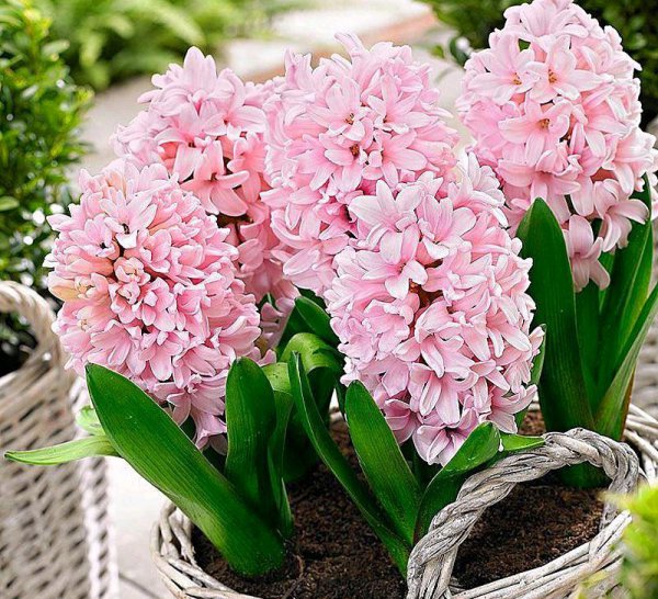风信子开花后如何保存时间长