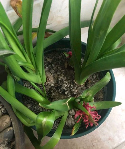 风信子开花后如何保存时间长