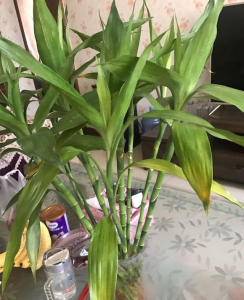 富贵竹养护方法的简介 富贵竹移植到花盆栽步骤