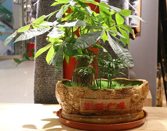 小盆景发财树怎么养护