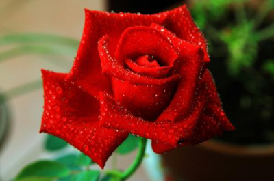 玫瑰花的主要特征是什么 玫瑰花的形态特征描写