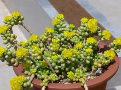 多肉灯泡开花了怎么办呢 多肉开花的4种处理方法