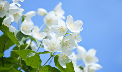 茉莉花冬天怎么养 茉莉花冬季养护要点