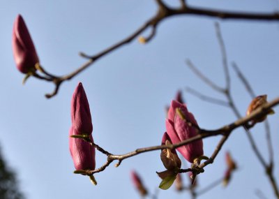 紫玉兰的花语是什么 紫玉兰花的寓意和象征