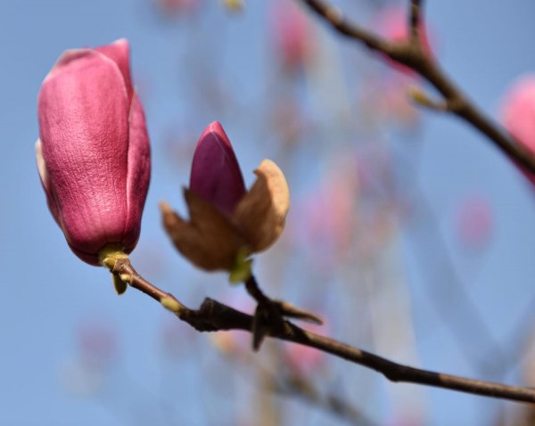 紫玉兰的花语是什么