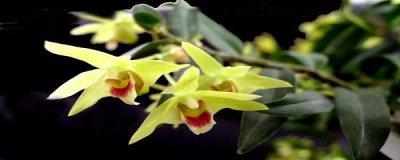 怎么种石斛在家里 盆栽石斛种植技术