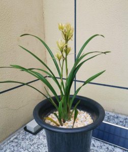家庭最简单的兰花土配置 自制兰花土配方大全