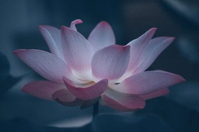 荷花象征着什么意义是什么 荷花的花语和寓意