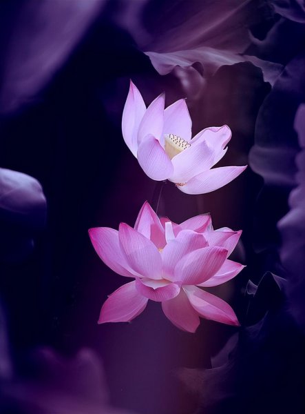 荷花象征着什么意义是什么