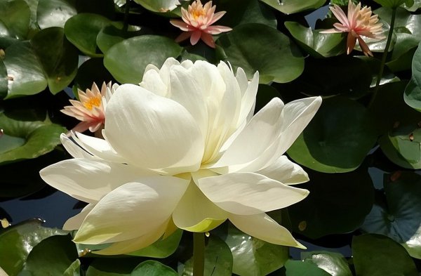 荷花象征着什么意义是什么