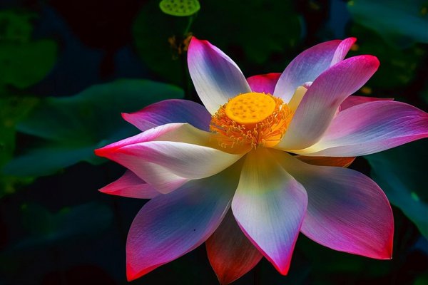 荷花象征着什么意义是什么