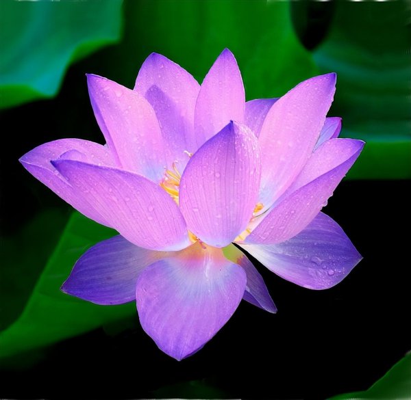 荷花象征着什么意义是什么