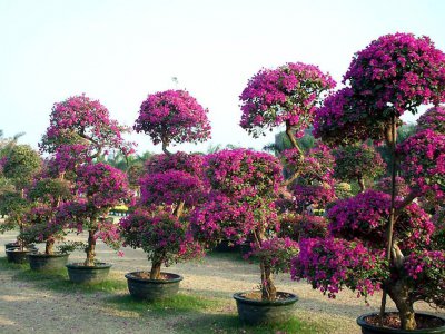 怎样使三角梅开花更鲜艳 三角梅开花的3大绝招