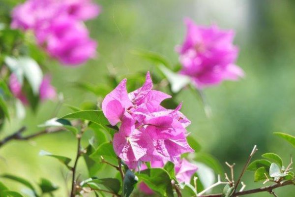 怎样使三角梅开花更鲜艳
