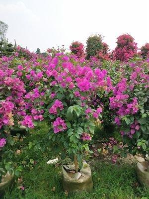 怎样使三角梅开花更鲜艳