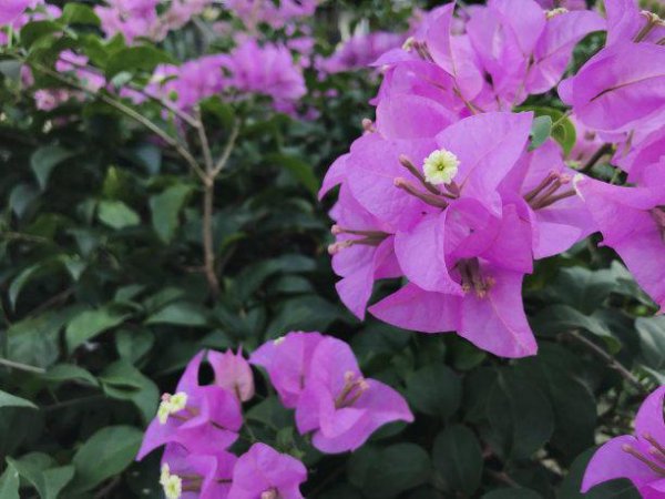 怎样使三角梅开花更鲜艳