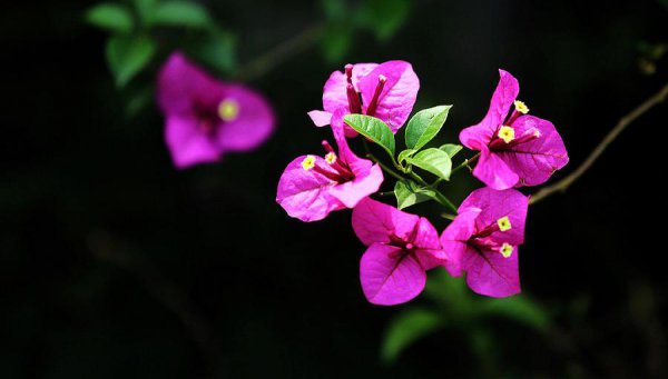 怎样使三角梅开花更鲜艳