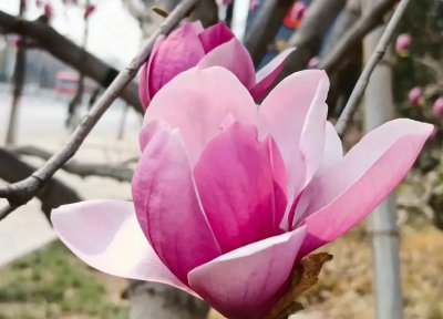 紫玉兰寓意象征意义是什么 盘点各种花的寓意及象征