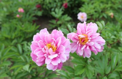 芍药根块种植方法和时间 栽种后的养护管理方式