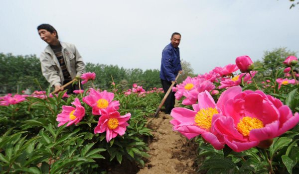芍药根块种植方法和时间
