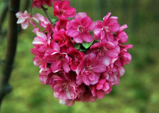 海棠花寓意及花语是什么