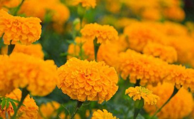 菊花的栽培与管理技术有哪些 菊花种植方法和管理