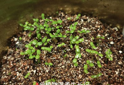 草莓种子发芽是什么样子 草莓种子播种生长记