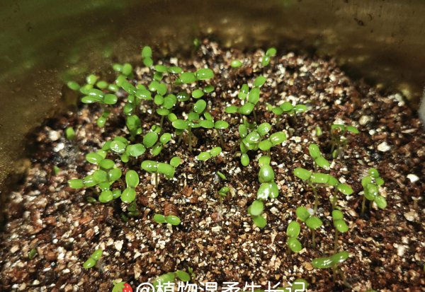 草莓种子发芽是什么样子