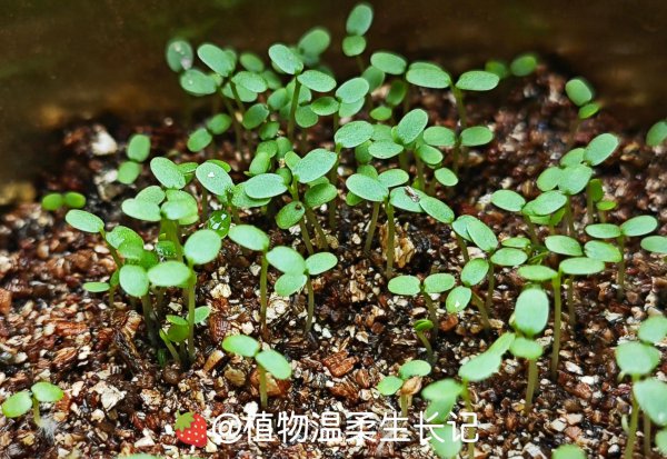 草莓种子发芽是什么样子