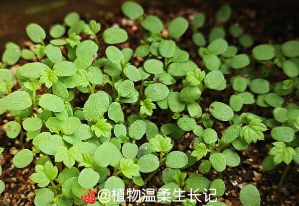 草莓种子发芽是什么样子