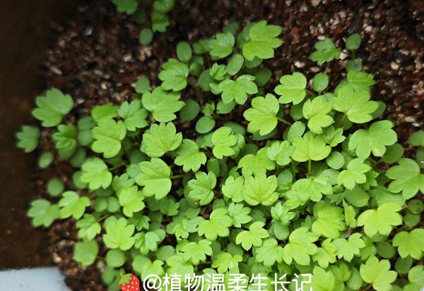 草莓种子发芽是什么样子