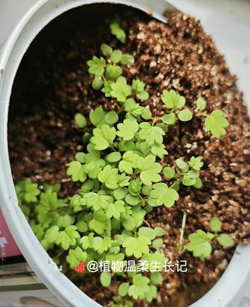 草莓种子发芽是什么样子
