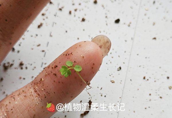 草莓种子发芽是什么样子