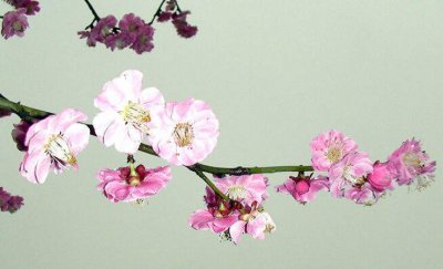 梅花的花语及寓意是什么 不同梅花花语的区别