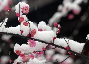 梅花的花语及寓意是什么