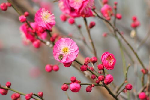 梅花的花语及寓意是什么