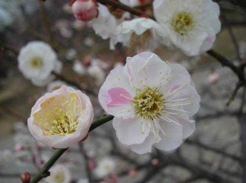 梅花的花语及寓意是什么