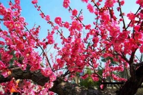 梅花的花语及寓意是什么