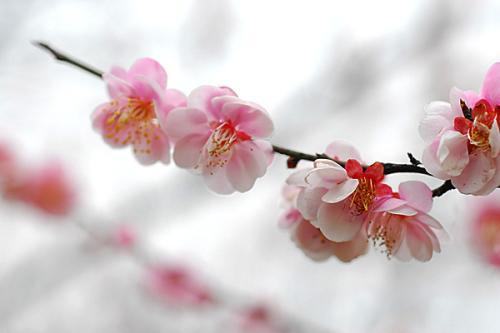 梅花的花语及寓意是什么