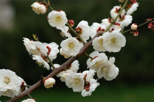 梅花的花语及寓意是什么