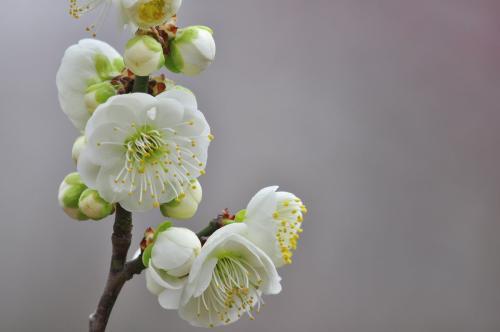 梅花的花语及寓意是什么
