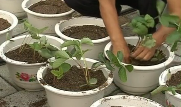 如何在家种草莓盆栽呢